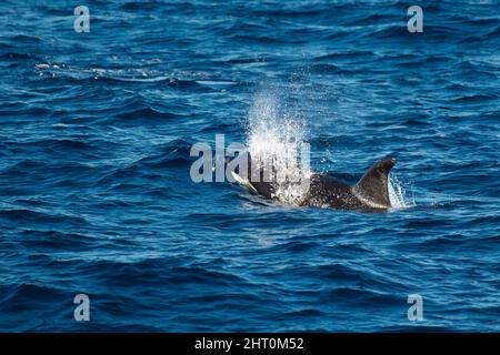 Orque d'orque (Orcinus orca), à la surface, respirant - le jet d'eau n'est pas des poumons mais est l'eau sur le dessus du trou de soufflage quand le Banque D'Images