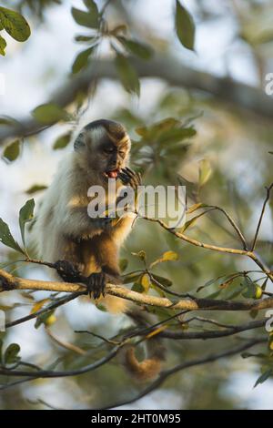 Capuchin brun (Sapajus apella), dans un arbre. Mato Grosso, Pantanal, Brésil Banque D'Images