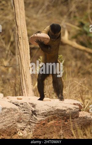 Capuchin brun (Sapajus apella), en utilisant une roche comme outil pour briser les noix de palme ouvertes. Plateau central, État de Piaui, Brésil Banque D'Images