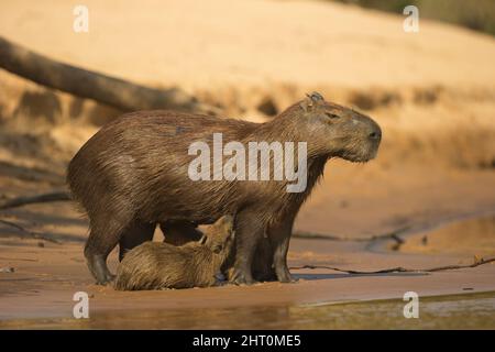 Capybara (Hydrochoerus hydrochaeris) femelle avec un jeune prenant du lait. Pantanal, Brésil Banque D'Images