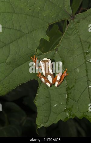 La grenouille des arbres clown (Dendropsophus leucophyllatus) sur une feuille la nuit. Origine: Bassin de l'Amazone, Amérique du Sud Banque D'Images