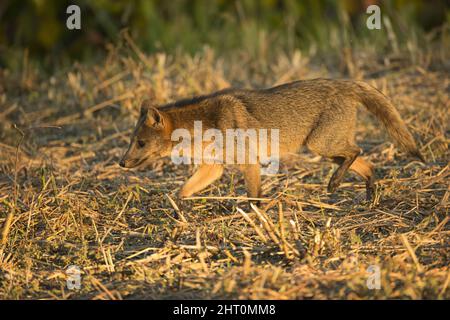 Renard mangeant du crabe (Cerdocyon thous) chasse la nuit. Mato Grosso, Pantanal, Brésil Banque D'Images