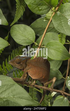 Cateleon à crête (Trioceros cristatus) mâle dans un arbre la nuit, montré par les écailles bleu vif sur la casque. Il vit dans la sous-croissance forestière et a Banque D'Images