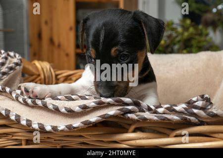 Le chiot Jack Russell Terrier, âgé de six semaines, est assis dans un panier en osier Banque D'Images