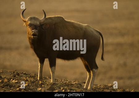 Gaur (Bos gaurus) pâturage. Les deux sexes ont des cornes. Parc national de Satpura, Madhya Pradesh, Inde Banque D'Images