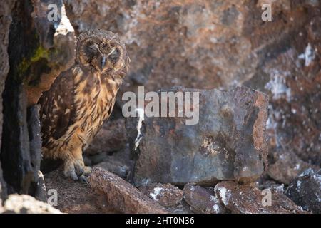 Hibou à éperon courte (ASIO flammeus), qui se déforme sur une corniche rocheuse. Île de Genovesa, Îles Galapagos, Équateur Banque D'Images