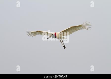 Jabiru (Jabiru mycteria) en vol. Pantanal, Mato Grosso, Brésil Banque D'Images