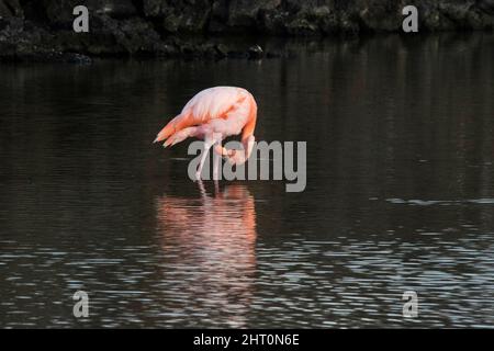 Flamants d'Amérique (Phoenicopterus ruber) dans l'eau, préening. Île de Santa Cruz (infatigable), Îles Galapagos, Équateur Banque D'Images