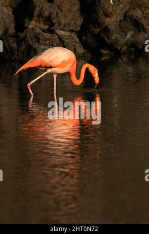 Flamants d'Amérique (Phoenicopterus ruber) dans un lagon côtier, se nourrissant. Île de Santa Cruz (infatigable), Îles Galapagos, Équateur Banque D'Images