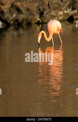 Flamants d'Amérique (Phoenicopterus ruber) dans un lagon côtier, se nourrissant. Île de Santa Cruz (infatigable), Îles Galapagos, Équateur Banque D'Images