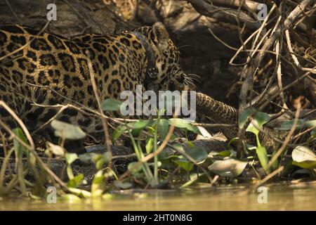 Jaguar (Panthera onca) femme avec un collier radio se nourrissant d'un caiman Yacare fraîchement pêché sur la rive de la rivière Cuiaba. Mato Grosso, Pantanal, Br Banque D'Images