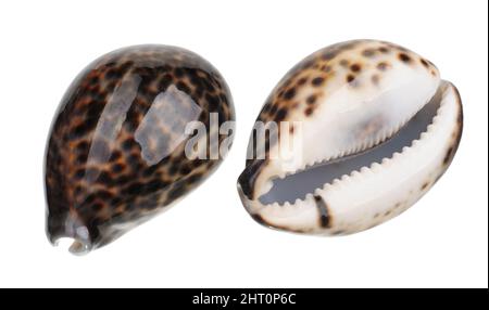 Deux magnifiques coquillages sur fond blanc, isolés Banque D'Images