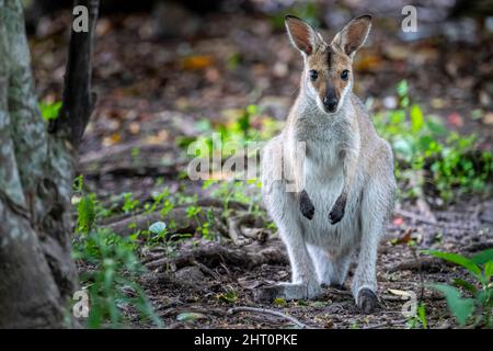 Portrait du wallaby à col rouge (Macropus rufogriseus) debout et regardant la caméra Banque D'Images