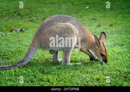 Wallaby à col rouge (Macropus rufogriseus) se nourrissant sur pelouse verte. Banque D'Images