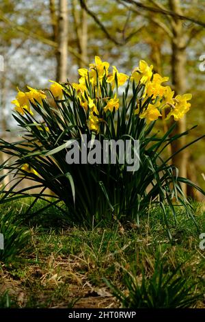 Une photographie en couleur des jonquilles fleuris au printemps. Banque D'Images