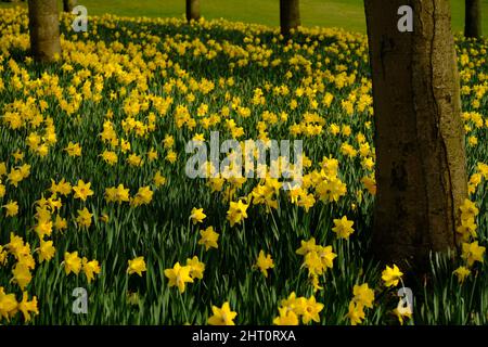 Une photographie en couleur des jonquilles fleuris au printemps. Banque D'Images