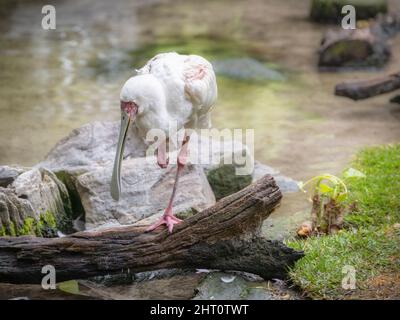 Vue en gros plan du bec d'Amérique sur une jambe sur le tronc d'un arbre au milieu de l'eau. Banque D'Images