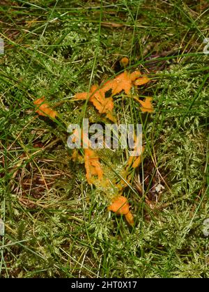 Le champignon jaune de la lime le chien vomit de la chaux moule Fuligo septica croissance sur mousse Banque D'Images