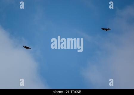 Une paire de bourdonnards (Buteo buteo) en vol sans effort dans un ciel bleu clair à la recherche de proies ou de carrions Banque D'Images