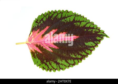 Gros plan sur la feuille de Coleus peint ortie plante avec différentes couleurs Banque D'Images