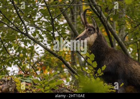 Un chamois sauvage regarde devant vous dans un cadre boisé au début de l'automne. Les feuilles sont toujours vertes, mais les premières teintes jaunâtres commencent à apparaître. Photo de haute qualité Banque D'Images