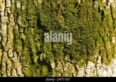 Des touffes de mousses poussent sur la texture de la mousse de l'écorce de l'arbre, bryophyte Banque D'Images