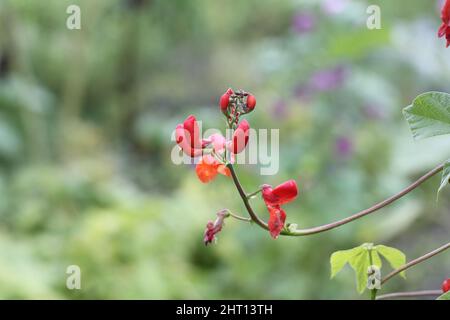 Une fleur de feu a été, en gros plan. Haricot de ravin, phaseolus coccineus. Fleur de haricot rouge. Banque D'Images