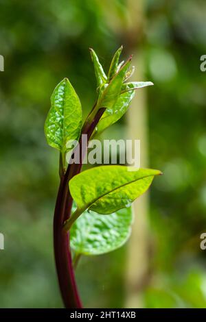 Basella alba, ou Malabar Spinach, est une plante grimpante vigoureuse, une plante vivace-tendre, cultivée chaque année, native des régions tropicales en Asie Banque D'Images