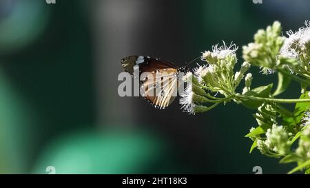 Sélective d'un beau papillon sur une fleur Banque D'Images