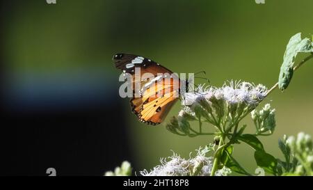 Sélective d'un beau papillon sur une fleur Banque D'Images