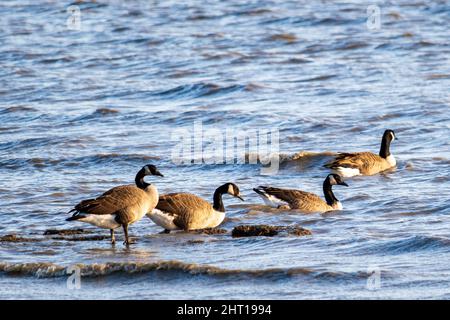 Vue sur un troupeau d'oies nageant au bord du lac par une journée ensoleillée Banque D'Images