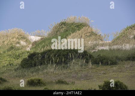 Une dunes de sable dans un champ vert Banque D'Images