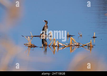 Gros plan d'un cormoran du Vieux monde assis dans le lac Banque D'Images