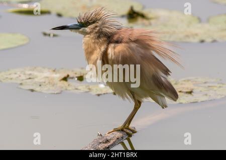Una sgarza ciuffetto su di un ramo nell'Oasi Lipu di Torrile (Parme, Italie) Banque D'Images