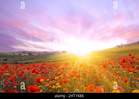 Lever de soleil dans le champ de pavot.des coquelicots rouges à la lumière du soleil couchant. Rayons de soleil couchant sur un champ de pavot en été. Lever le soleil sur le rouge Banque D'Images