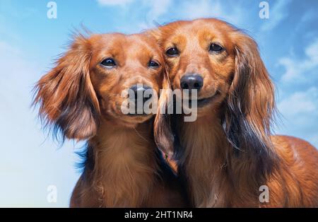 Gros plan de deux dachshunds à poils longs. Portrait d'animaux. Banque D'Images