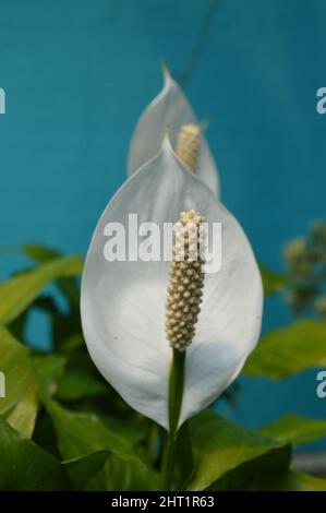 Gros plan d'un Spathiphyllum Banque D'Images