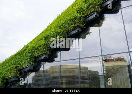 Détail d'un bâtiment d'Ingenhoven Architects couvert de haies de charme. La façade de la ville la plus verte d'Europe est le modèle de la ville de l'Ouest. Banque D'Images