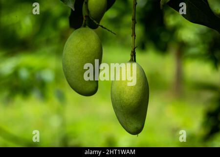 C'est de la mangue aigre crue. La mangue crue et mûre contient beaucoup de vitamines. Qui est bénéfique pour la santé. Mango est un fruit célèbre de l'Asie Banque D'Images