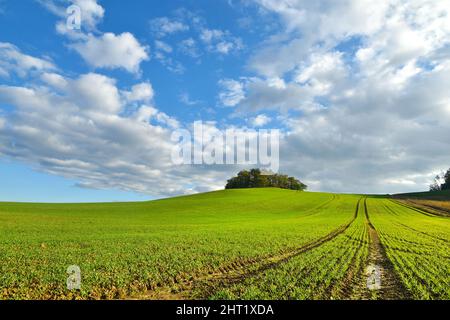 Paysage avec horizon ondulé, champ vert avec chemin. Banque D'Images