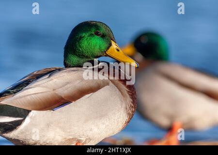 Colverts, Anas platyrhynchos, mâles Banque D'Images