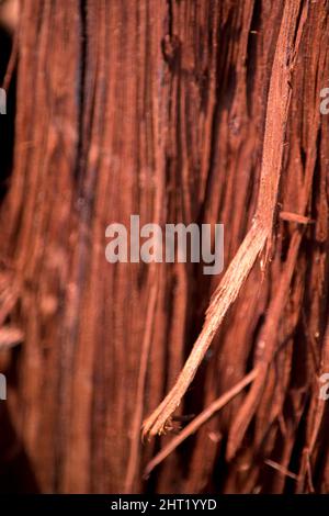 La texture de l'écorce d'un arbre Banque D'Images
