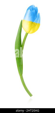 Tulipe isolée avec couleur de drapeau ukranien sur fond blanc. Banque D'Images