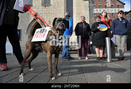 SID le chien boxeur. Partout dans le monde, le choc de la guerre en Ukraine se transforme en colère et en protestation. Des manifestations pour la paix se produisent autour du Banque D'Images