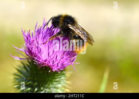 Des bourgeons sauvages succissent du pollen de chardon de Carduus acanthoides sur un champ vert, vue rapprochée d'une fleur pourpre. Banque D'Images