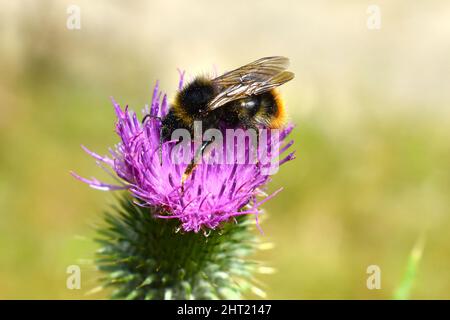 Des bourgeons sauvages succissent du pollen de chardon de Carduus acanthoides sur un champ vert, vue rapprochée d'une fleur pourpre. Banque D'Images