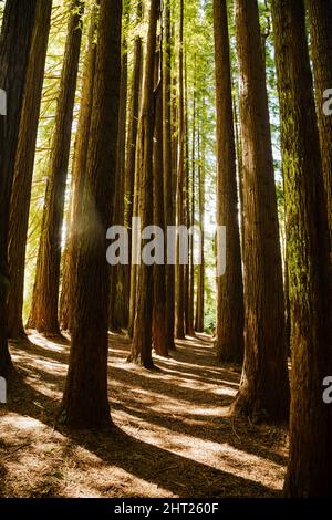 Photo verticale de la forêt de séquoias californienne dans le parc national d'Otways, Victoria Banque D'Images