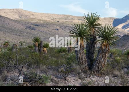 Faxon yuccas dans le parc national de Big Bend, Texas. Banque D'Images