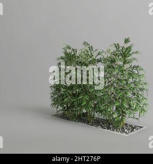 Rangée d'arbres en bambou isolés sur fond gris, vue oblique Banque D'Images