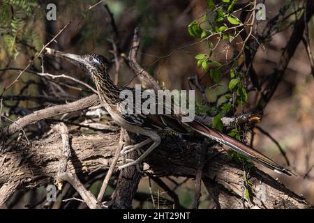 Un grand Roadrunner perche dans un arbre de mésentie. Banque D'Images